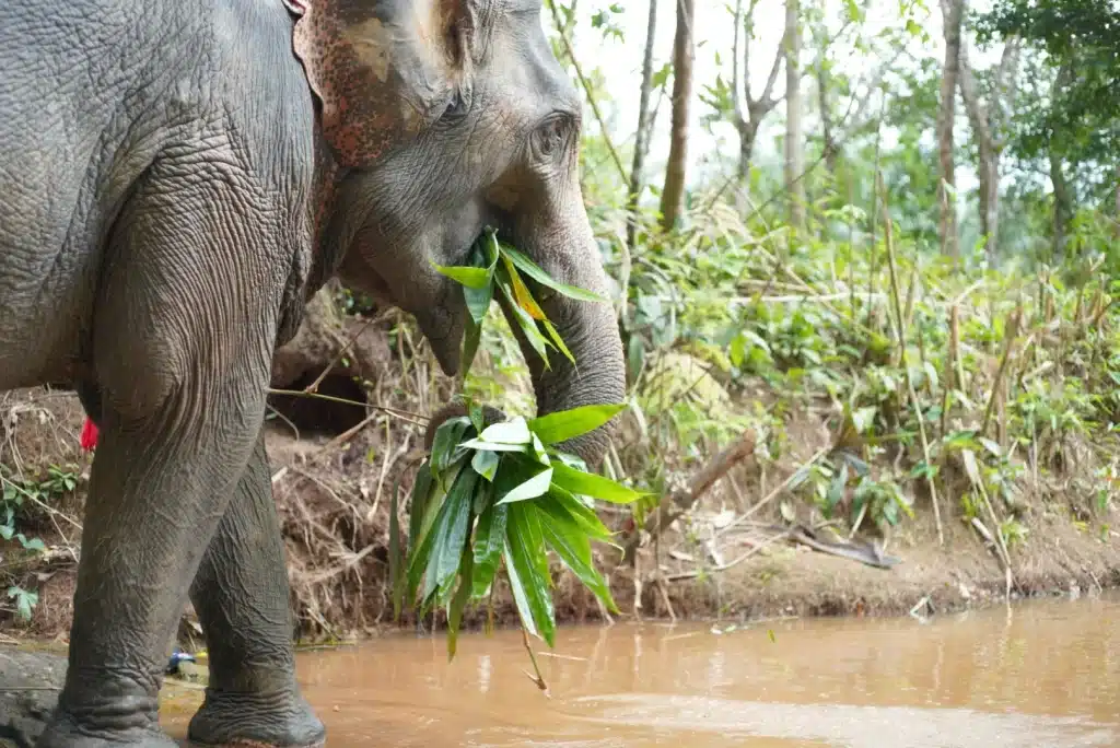 Happy elephant grazing in water at Khaolak Elephant Sanctuary