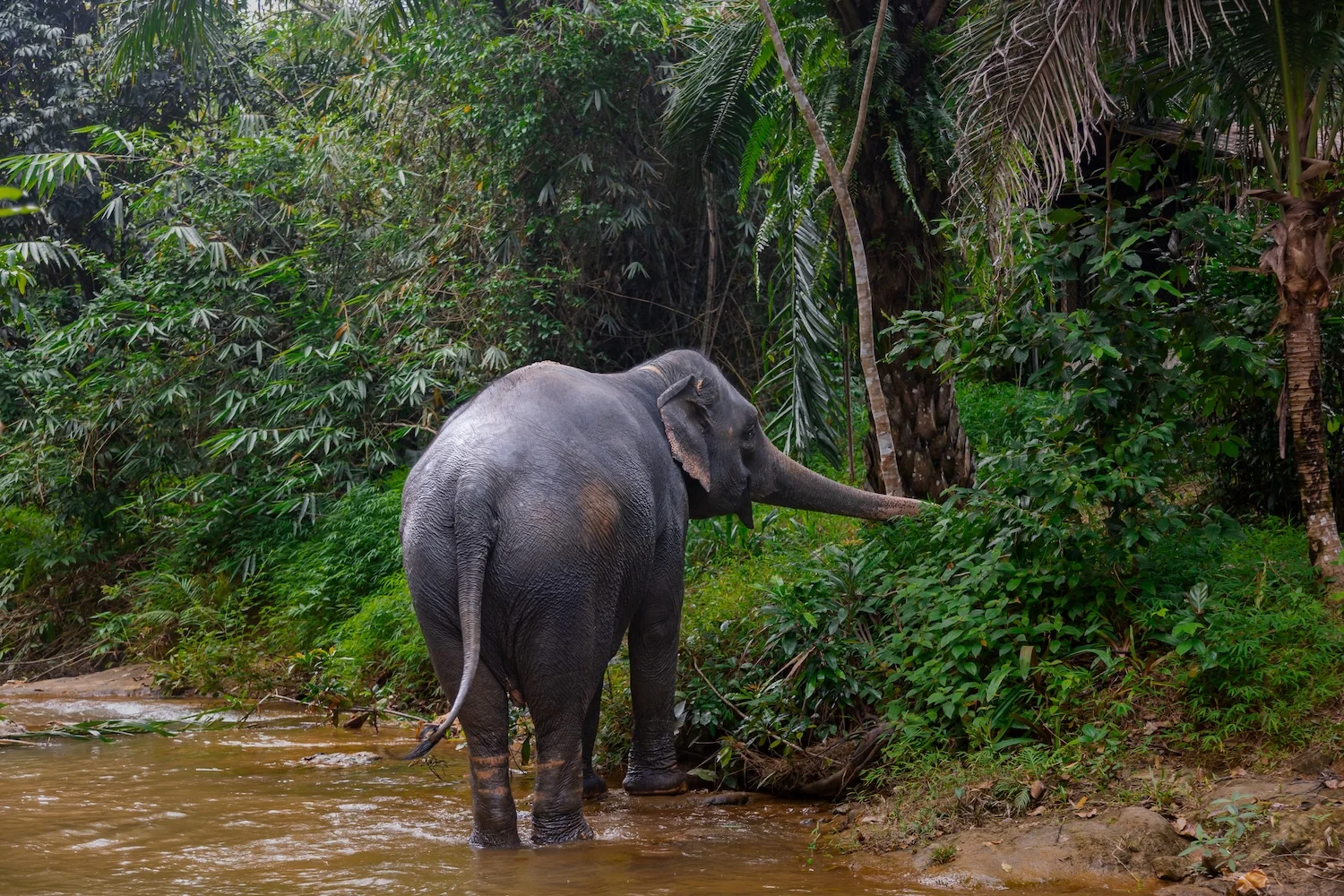 Joyful elephant eating leaves near a stream at Khaolak Elephant Sanctuary