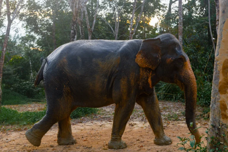 thailand elephant safari