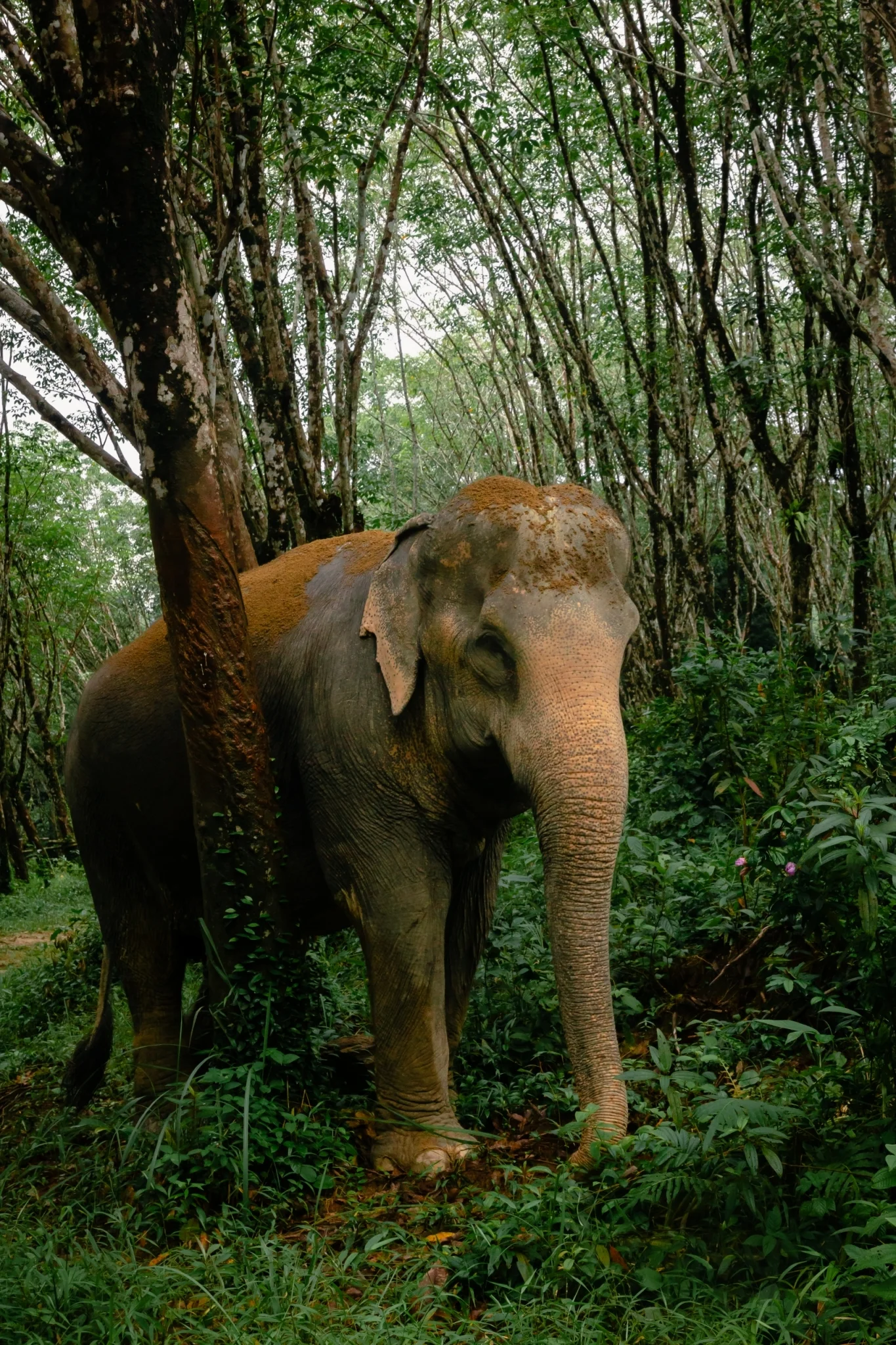 The Elephant Sanctuary Team