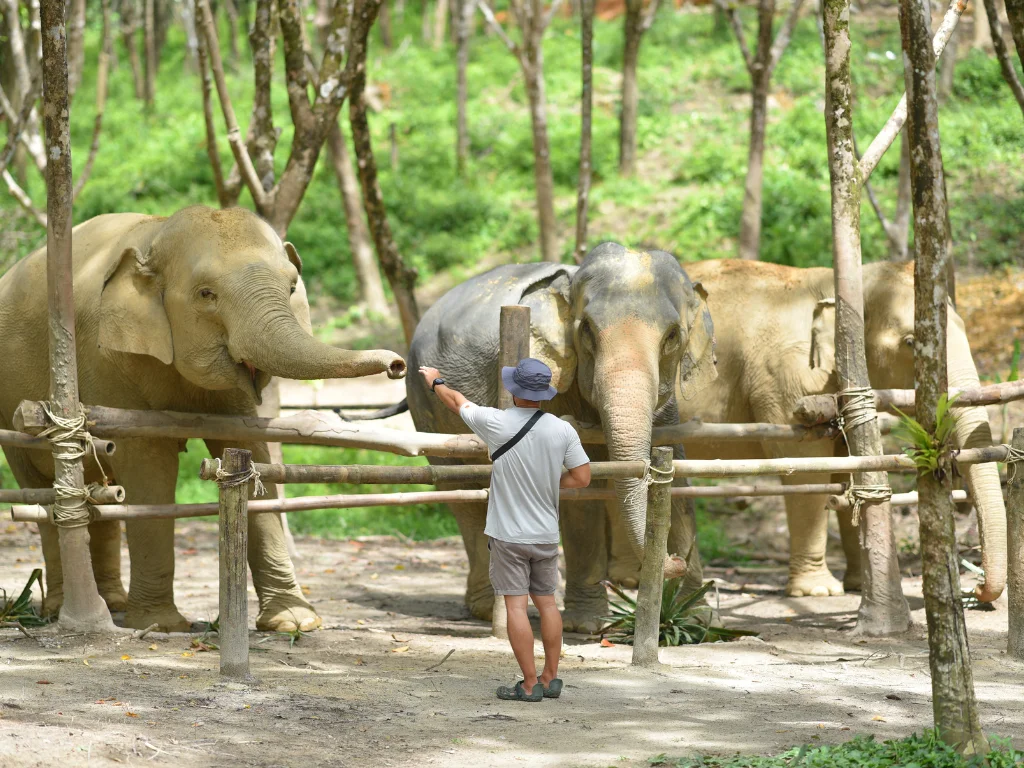 Begin the Day with Elephants - Walk and Feed Tour