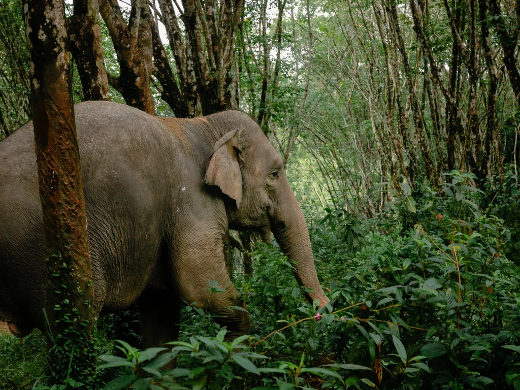 Guided Walk & Feed Elephant Experience