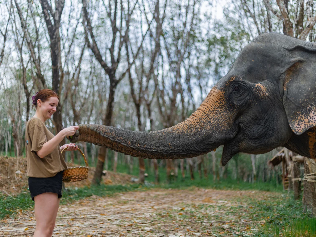 Sunset Elephant Walk with Complimentary Cocktail