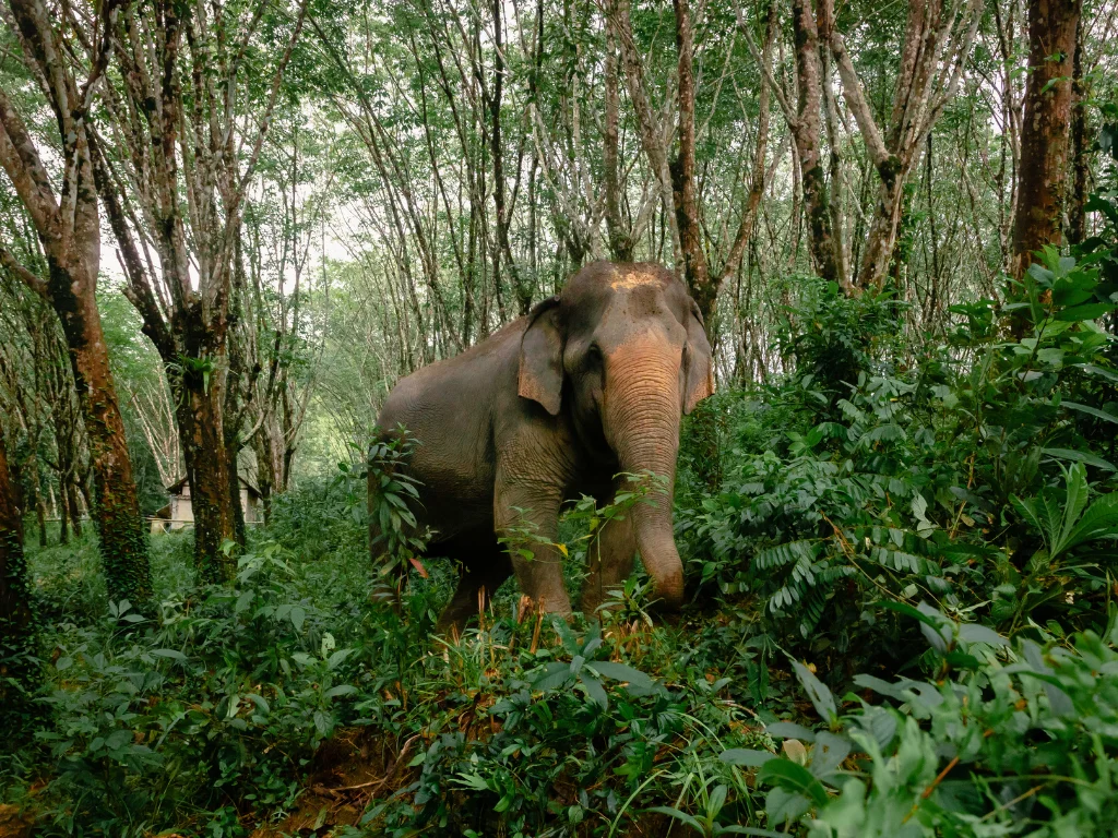 Short Programs at Khaolak Elephant Sanctuary