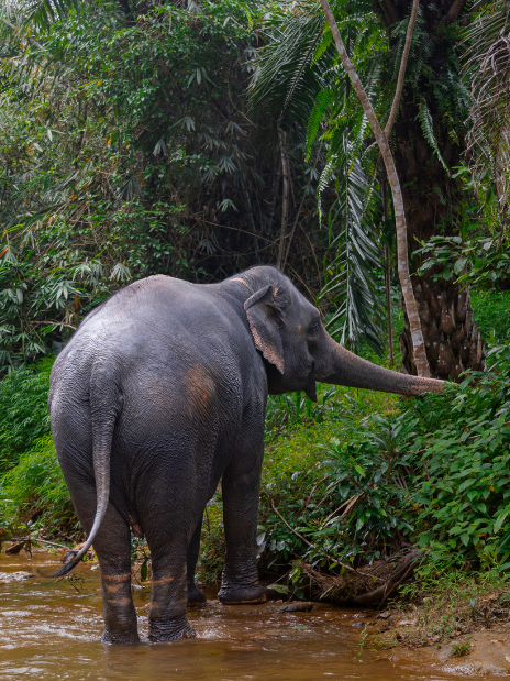 Khaolak Elephant Sanctuary Guided Tour with Hotel Transfers