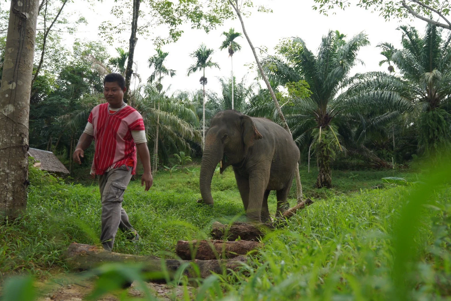 Elephants exploring a natural habitat during enrichment at Khaolak Elephant Sanctuary