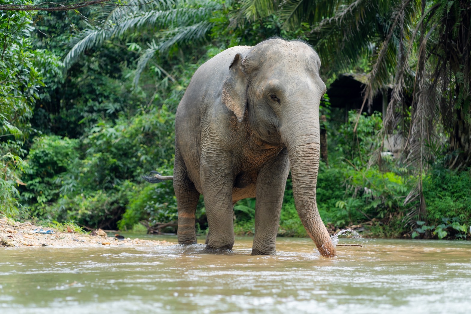 Khaolak Ethical Elephant Sanctuary