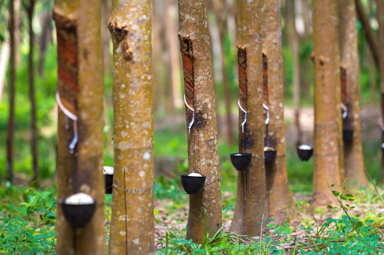 Rubber Plantation