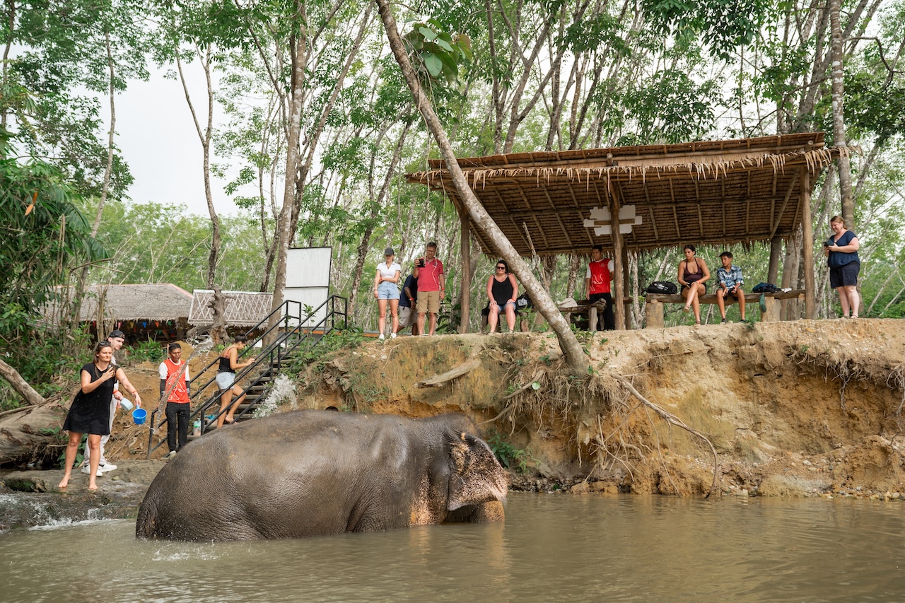Elephants cooling off in a quiet Khao Lak river